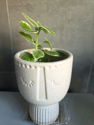 斑葉銀邊碰碰香 植物 盆栽 （連精美陶盆）