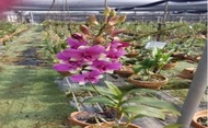 anggrek dendrobium verus red masao pra dewasa import