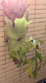 皇冠鹿角蕨 P. Coronarium cv Philippines