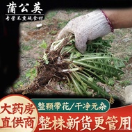 Wild Dandelion Whole Plant with Roots Making Tea Granny Dried Materia Medica Drying New Product Dand