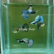 Blue Dragon Dumbo Guppy (Pure Strain)