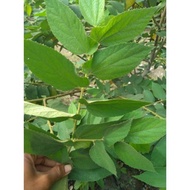 HERBAL cherry leaves - Fresh cherry cherry cherry kersen leaves kg 250gr