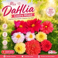 Dahlia Tuber Mix (Mix Series Collection Dec'25)