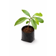 Anak Pokok Buah Ajaib