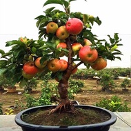 20pcs Very good Dwarf Apple bonsai apple Tree Plant Fruit Trees  sweet food for Indoor garden