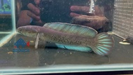 Channa Stewarti /Channa/Freshwater 鬼王雷龙/雷龙鱼/活鱼(Sin Quan Aquaculture Enterprise)