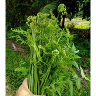 Sayur pucuk paku pakis hijau 500 g