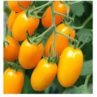 usa Golden Sweet cherry Tomato Seed - F1 (Lycopersicon Esculentum)