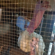 ayam kalkun sepasang dewasa ( putih x hitam )