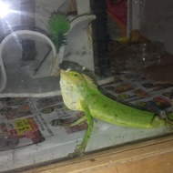 bunglon surai 2
