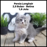 Persia Longhair Kitten Lucu Gemas Anak Kucing Persia Terbaru