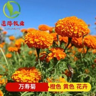 現貨 批發批發　萬壽菊種子菊花景觀花海綠化混色臭芙蓉花草種籽耐寒花草盆栽種籽