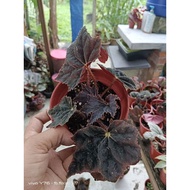 garden home pokok begonia