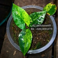 alocasia bisma varigata real pic rare plant