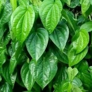 HIJAU Fresh sweet green betel leaves 500 grams DN