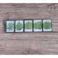 Daun Jelatang Gajah Kering ( Dalam Frame)
