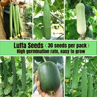 Good Quality High Yield Petola Luffa Seeds for Planting (30 Seeds Per Bag) 丝瓜种子 Long Luffa Vegetable