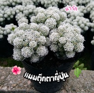 [ถูกที่สุด]แคคตัสแมมตุ๊กตาญี่ปุ่น กระบองเพชร ไม้อวบน้ำ cactus succulent