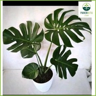 Tanaman Hias Monstera King Jumbo