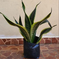 Snake Plant /Pokok Lidah Jin /(Mentua) Sansevieria Poly Bag /Daun Pendek
