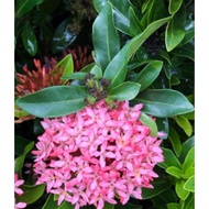 Pokok Bunga Ixora Pink