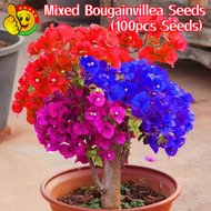 100% Original Mixed Colors Bonsai Bougainvillea Seeds for Sale (Fresh 100pcs Seeds) Bougainvillea Fl