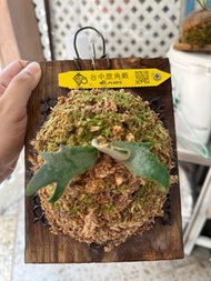 （台灣）鹿角蕨