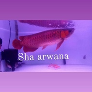 arwana super red arwana arowana Red