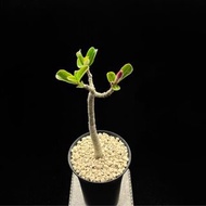 SG3041-泰國園藝沙漠玫瑰開花株🔥多肉植物小盆栽禮物🔥