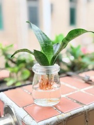 迷你 💧水培🌵短葉虎尾蘭(Sansevieria)【虎尾蘭屬多年生草本觀葉植物。葉片直立，肥厚， 非常耐陰，水培種植，乾淨，易種植。有吸收有害氣體的空氣淨化功能，又能起鎮宅，生旺的風水作用，適合室內種