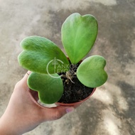Tkl - Hoya Kerr(sweetheart Plant)