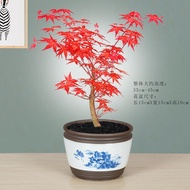 Red Maple Pterocarpus Santalinus Bonsai Old Pile Plant Bonsai Indoor Easy to Keep Asparagus Fern Que