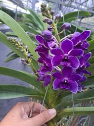 ≦元寶蘭園≧紫花狐狸尾蘭