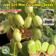 Rare Jade Girl Mini Cucumber Seeds for Planting Vegetables Plants (10 Seed/pack) Golden Boy Gherkin 