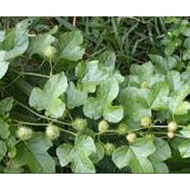 pokok anggur hutan , pokok herba ,tiada waranti