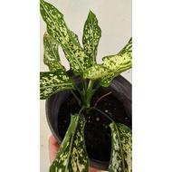Rare Aglaonema Plant Snow White