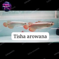 arwana super red  metalik SR chili red arowana sr