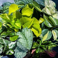 Money plant pothos devil's vine indoor deco plant by LS Group