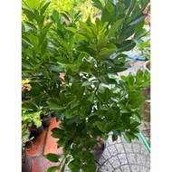 Pot of Green Kumquat Tree, Almond Tree, Kumquat Tree (Large 60 cm)