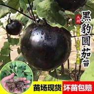 現貨  特價 小欣種業紫红圆茄子苗秧早熟快黑圆茄苗大果特大茄秧四季菜园庭院蔬菜苗子