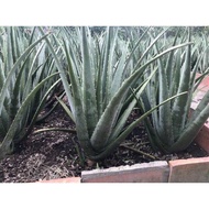 Cây nha đam mỹ - bầu cây trưởng thành