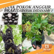 Anak Pokok Anggur Brazil Jabuticaba Tree Untuk Ditanam Pokok Hidup Real Live Plant 树葡萄 嘉宝果