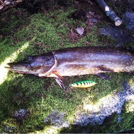 Rapala Finland Rapala RMSR08 Rapala Sequined Lure Hard Bait Fishing Bait