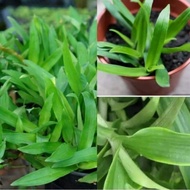 RUMPUT SITI KHADIJAH / RUMPUT BEIJING / RUMPUT CINA