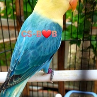 burung lovebird biola PB Blue Garansi Jantan