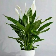 Spathiphyllum Ornamental Plant Peace Lily/ Suitable as Indoor Decoration Indoor Ornamental Plant/