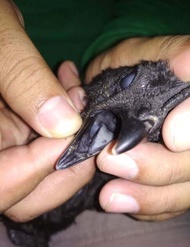 TELUR AYAM CEMANI LIDAH ABU ABU UNTUK DI TETASKAN