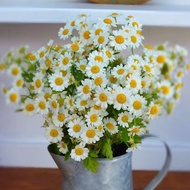 *SG STOCK* Daisy seeds 100seeds