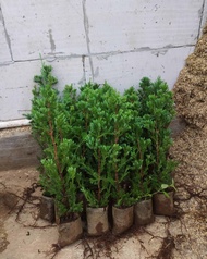 cemara sinensis