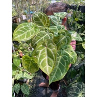 Anthurium Crystall hybrid 3c pot is luxuriant, healthy and beautiful